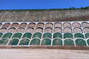 生態拱形護坡磚模具植被種植選擇方式 生態拱形護坡磚模具植被種植選擇方式